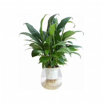 Self-Watering Hydroponic Pot