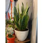 Plastic Pots