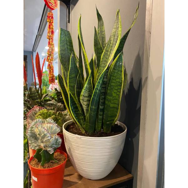Plastic Pots