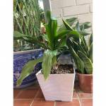 Plastic Pots