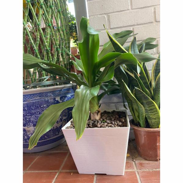 Plastic Pots