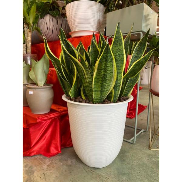 Plastic Pots