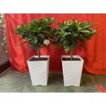 Plastic Pots