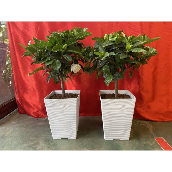 Plastic Pots