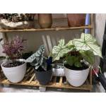 Plastic Pots