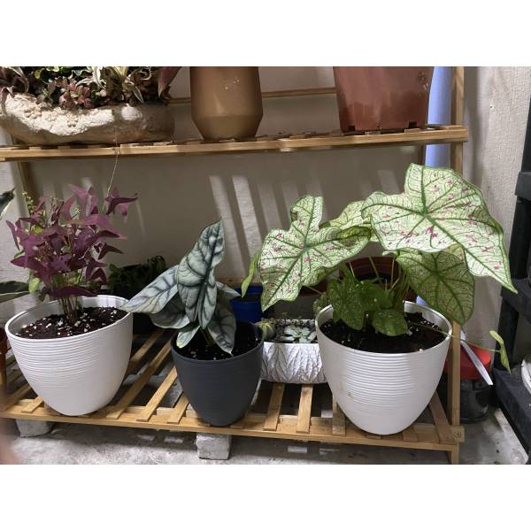 Plastic Pots