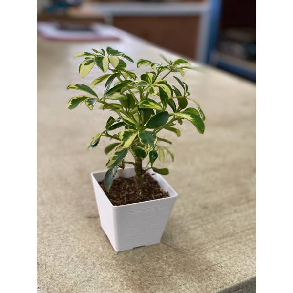 Plastic Pots