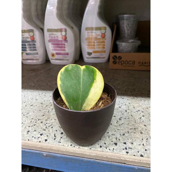 Plastic Pots
