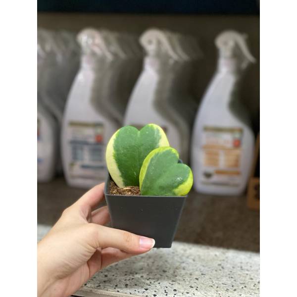 Plastic Pots
