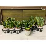 Plastic Pots