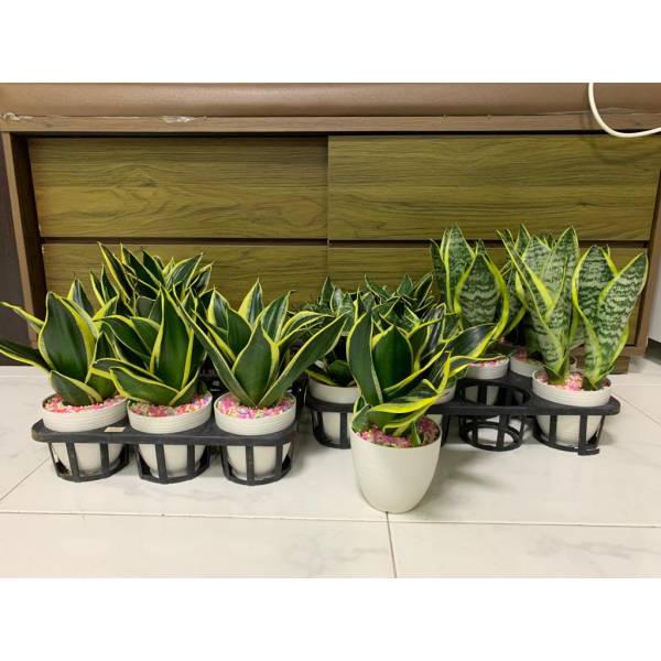 Plastic Pots