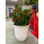 Plastic Pots