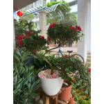 Plastic Pots