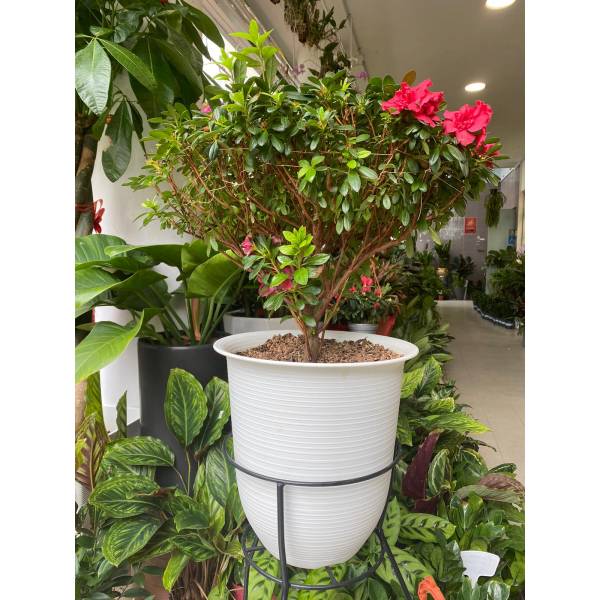 Plastic Pots
